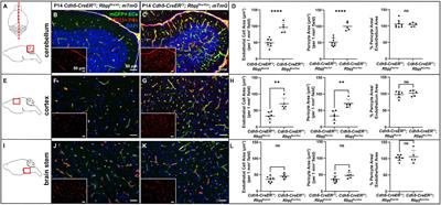 Pathological pericyte expansion and impaired endothelial cell-pericyte communication in endothelial Rbpj deficient brain arteriovenous malformation